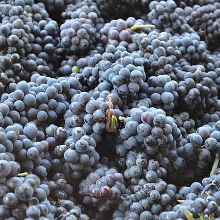 The Dark Side of Trentodoc