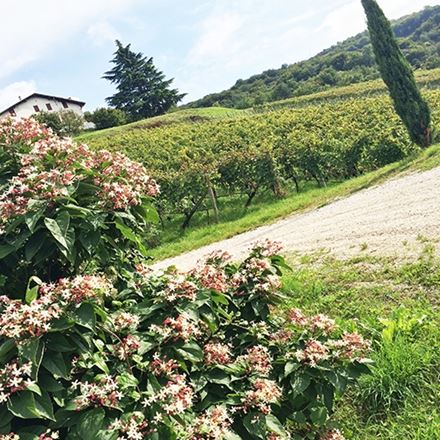 Musica e Trentodoc!