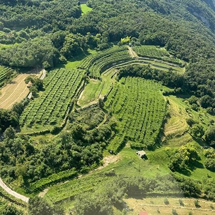 Volo in elicottero sui vigneti Revì e degustazione di Trentodoc