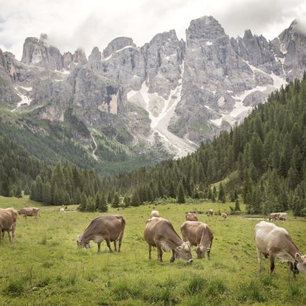 La possibile sostenibiltà della carne: dalla selvaggina agli animali da cortile