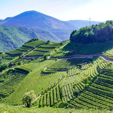 Dalla vite a un calice di Trentodoc
