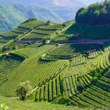 Trentodoc e sapori di montagna - Sinfonia di formaggi e miele